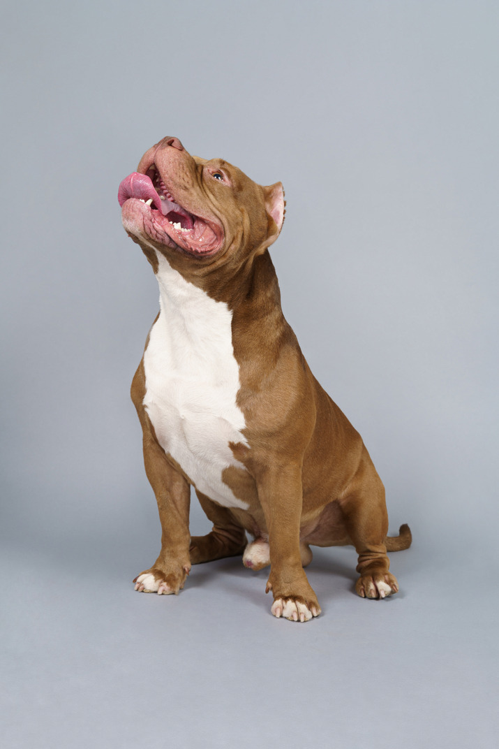 Full-length of a brown bulldog sitting and looking up