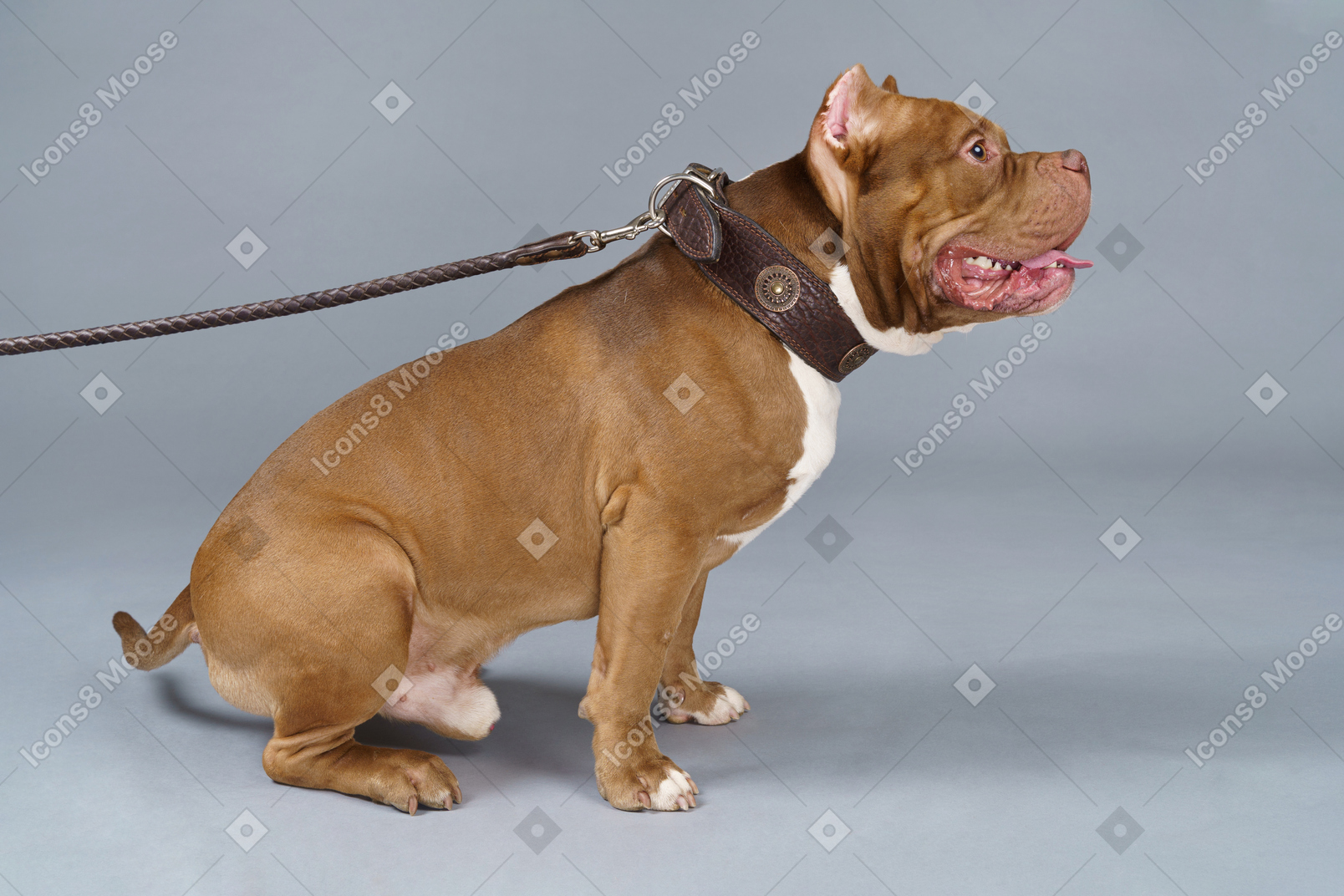 Vista frontal de um bulldog marrom sentado com uma coleira em uma trela