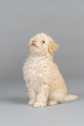 Poodle branco, olhando para cima