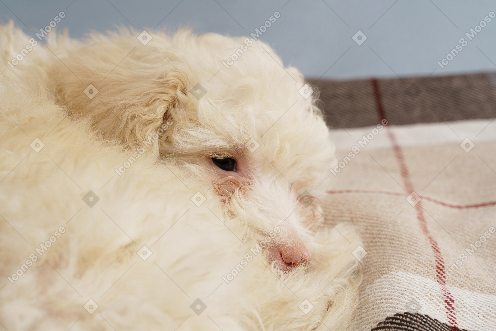 Lose-up of a white poodle lying on a checked blanket