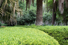 Beaucoup de verts dans le jardin