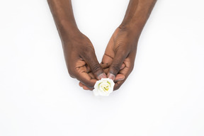 Black male hands holding a flower