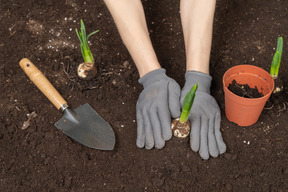 Manos humanas en guantes poniendo una planta en el suelo