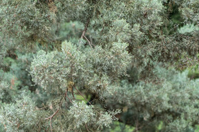 Branche d'arbre vert