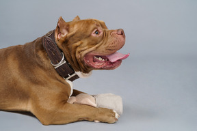 Vista lateral de un bulldog marrón con un conejito de juguete mirando a un lado