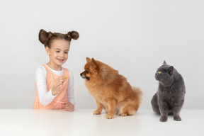 Shorthair britânico olhando com desaprovação para sua pequena amante dando um deleite para um spitz vermelho