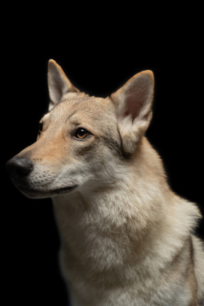 German shepherd looking attentively sideways