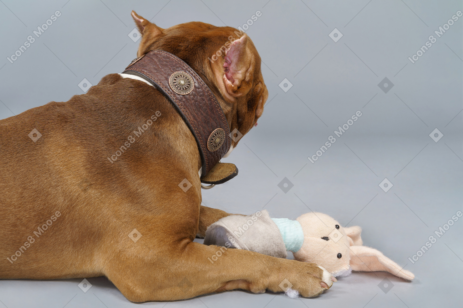Side view of a brown bulldog with a toy bunny looking back