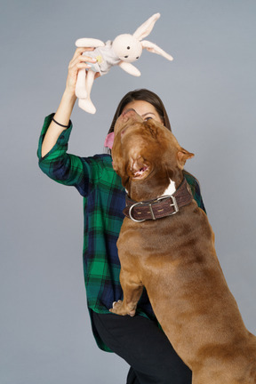 Una mujer joven jugando con un bulldog marrón con un juguete mullido.