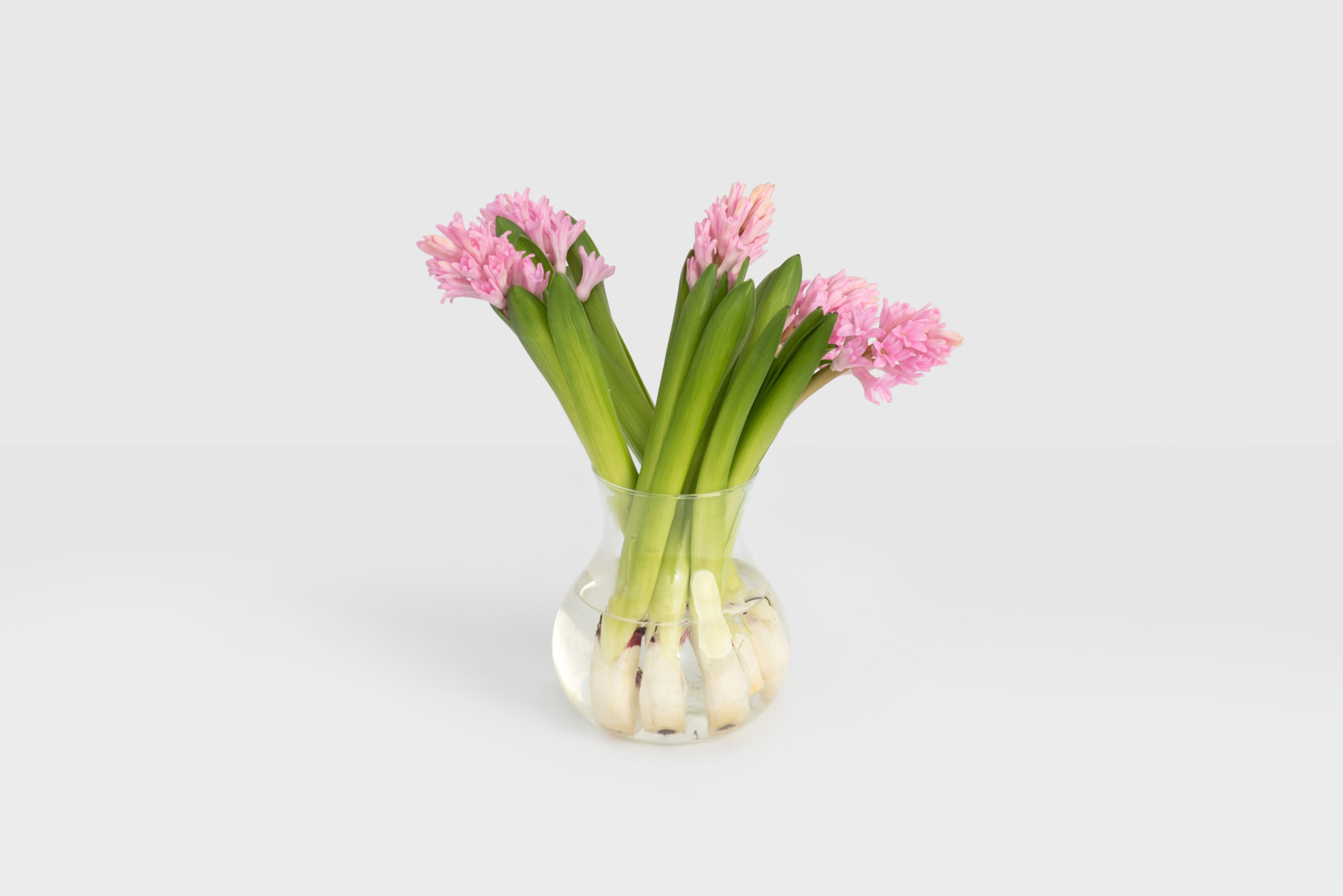 Pink hyacinths in clear glass vase