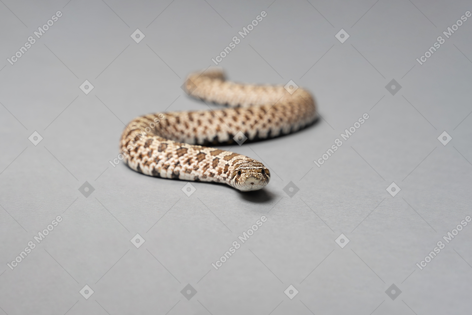 A little corn snake