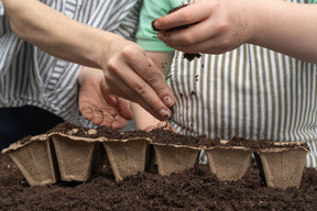 Human hands putting a seedling into a peat pot