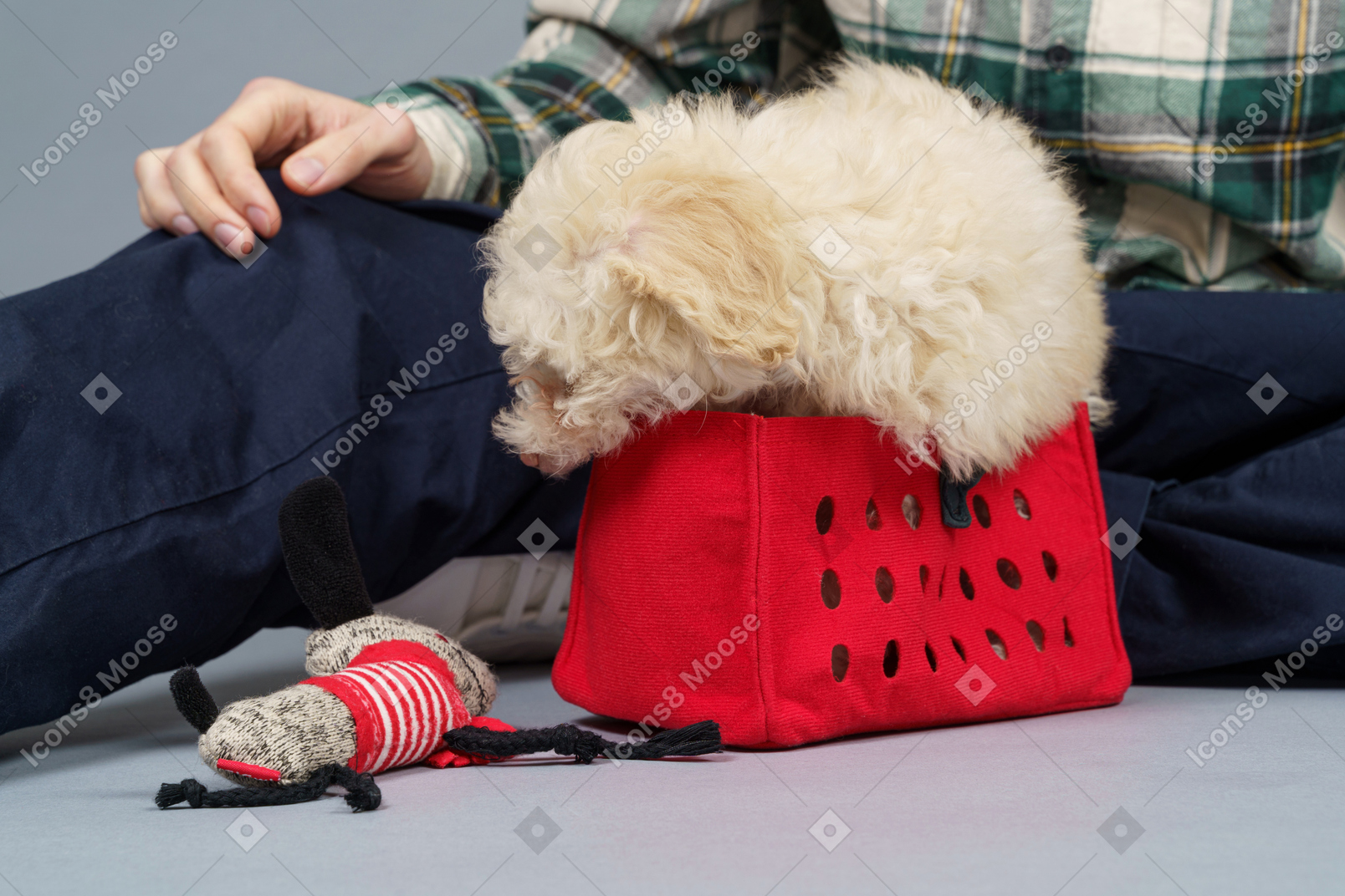 Close-up of a master with a tiny poodle in a red toy cart