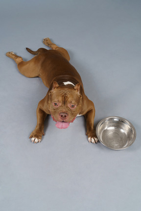 From above full-length shot of a brown bulldog lying next to steel bowl