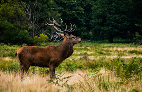 La Nature