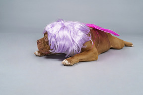 Vista frontal de uma fada de cachorro cansada com peruca roxa deitada e olhando para o lado