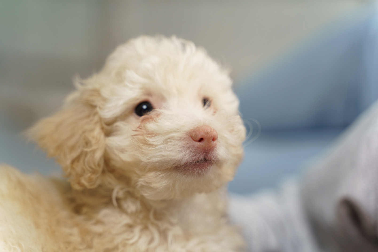 Close-up of a white poodle looking aside