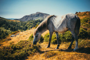 Animaux