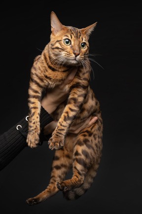 A bengal cat in human hands