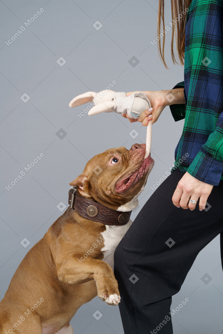 Крупным планом женщина-хозяин и ее коричневый бульдог кусают игрушечного кролика