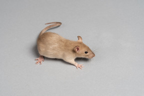 One brown mouse on grey background