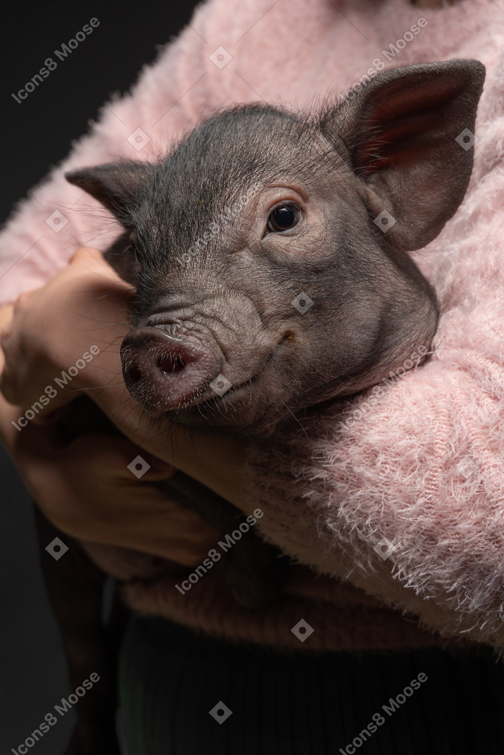 Young woman holding a miniature pig