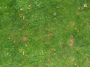 Tapis d'herbe verte