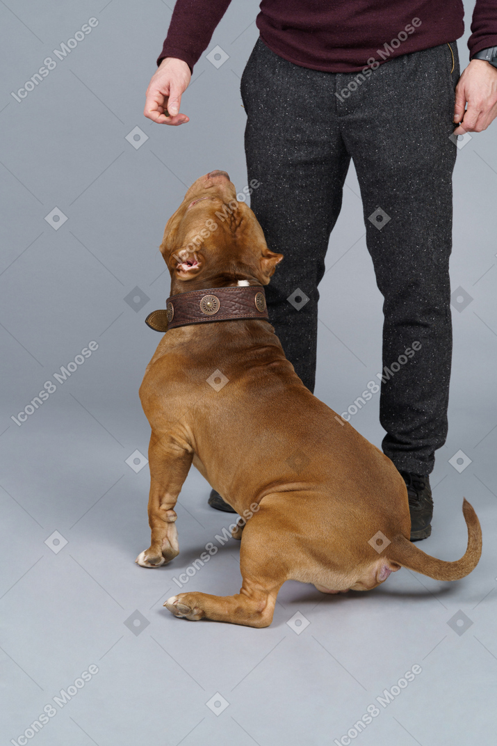 Back view of a brown bulldog looking up at his male master