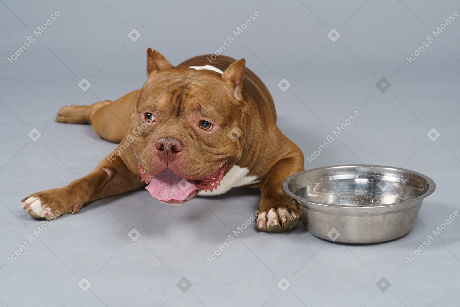 棕色的斗牛犬躺在钢碗附近，放在一边看的前视图