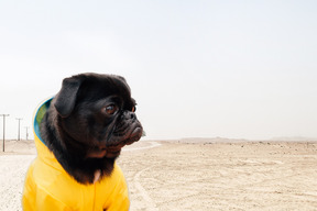 站在沙漠中的黑哈巴狗
