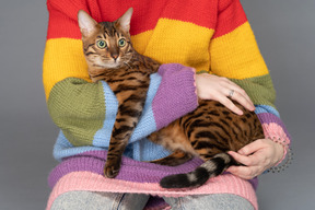 Bengal cat lying in owner's hands