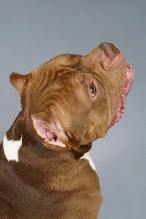 Close-up de um bulldog marrom olhando para cima sendo isolado em um cinza
