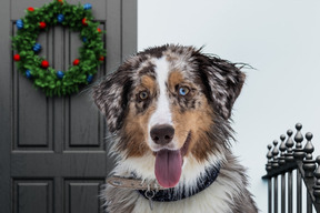 Cachorro fofo perto de uma porta decorada para o natal