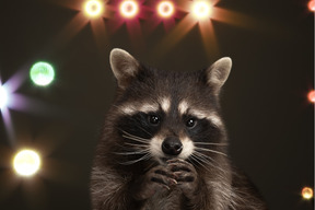 Raccoon on the background of spotlights