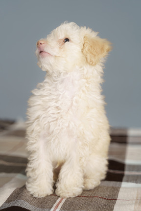 Front view of a cute poodle sitting on a blanket and raising head