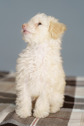 Vista frontal de um poodle fofo sentado em um cobertor e levantando a cabeça