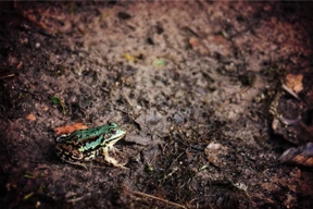 Naturaleza