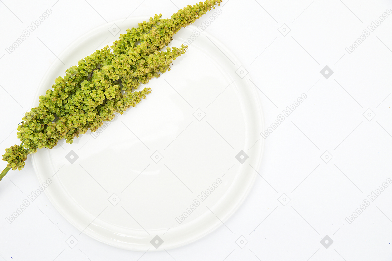 Thw白い皿の上の緑の植物