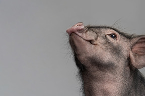 Cute miniature pig looking up