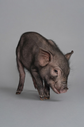 A cute miniature pig looking thoughtful