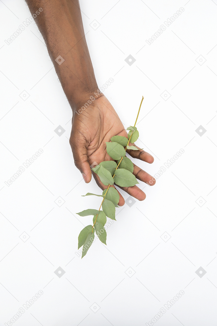 花の小枝を持つ黒人男性の手
