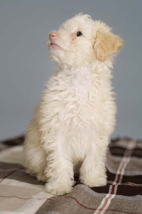 Vista frontal de um poodle fofo sentado em um cobertor e levantando a cabeça