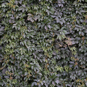 Vine texture