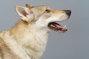 Vista lateral de un perro mirando hacia arriba