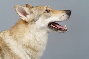 Vista laterale di un cane che osserva in su