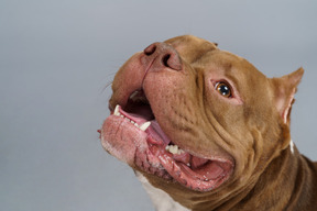 Nahaufnahme eine braune bulldogge isoliert auf grau