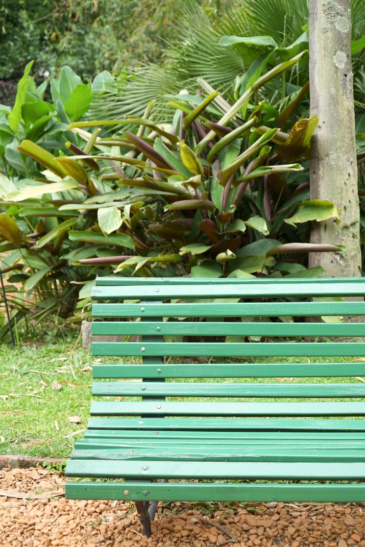 Green bench on the garden path near to a big plant