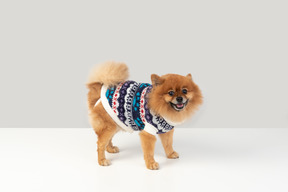 Spitz in a sweater
