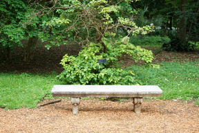 A bench in the garden