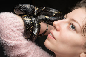 Serpiente negra a rayas que se curva alrededor de la mano de la mujer